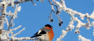 Фотоконкурс "Птицы зимой"