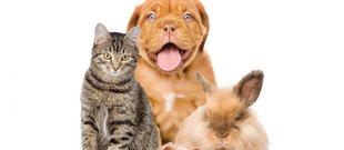 Моё любимое зверьё