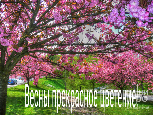 Фотоконкурс "Весны прекрасное цветение!"