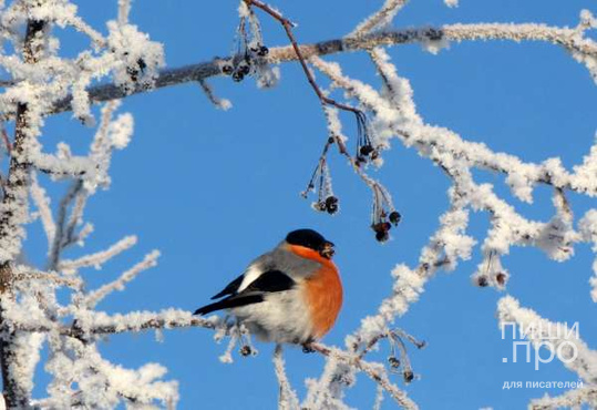 Фотоконкурс "Птицы зимой"