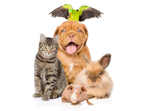 Моё любимое зверьё